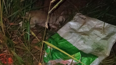 Imagem da notícia Cachorra com ferimentos no corpo é encontrada gemendo de dor dentro de saco plástico em Chapadão do Sul